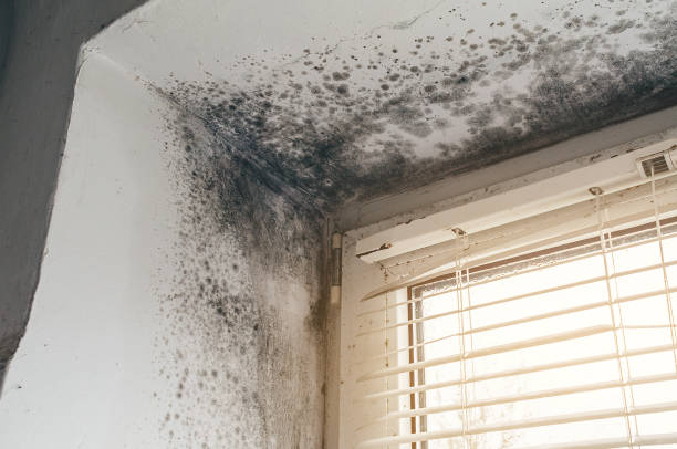 Affordable Mold Cleanup solutions in Mears, VA